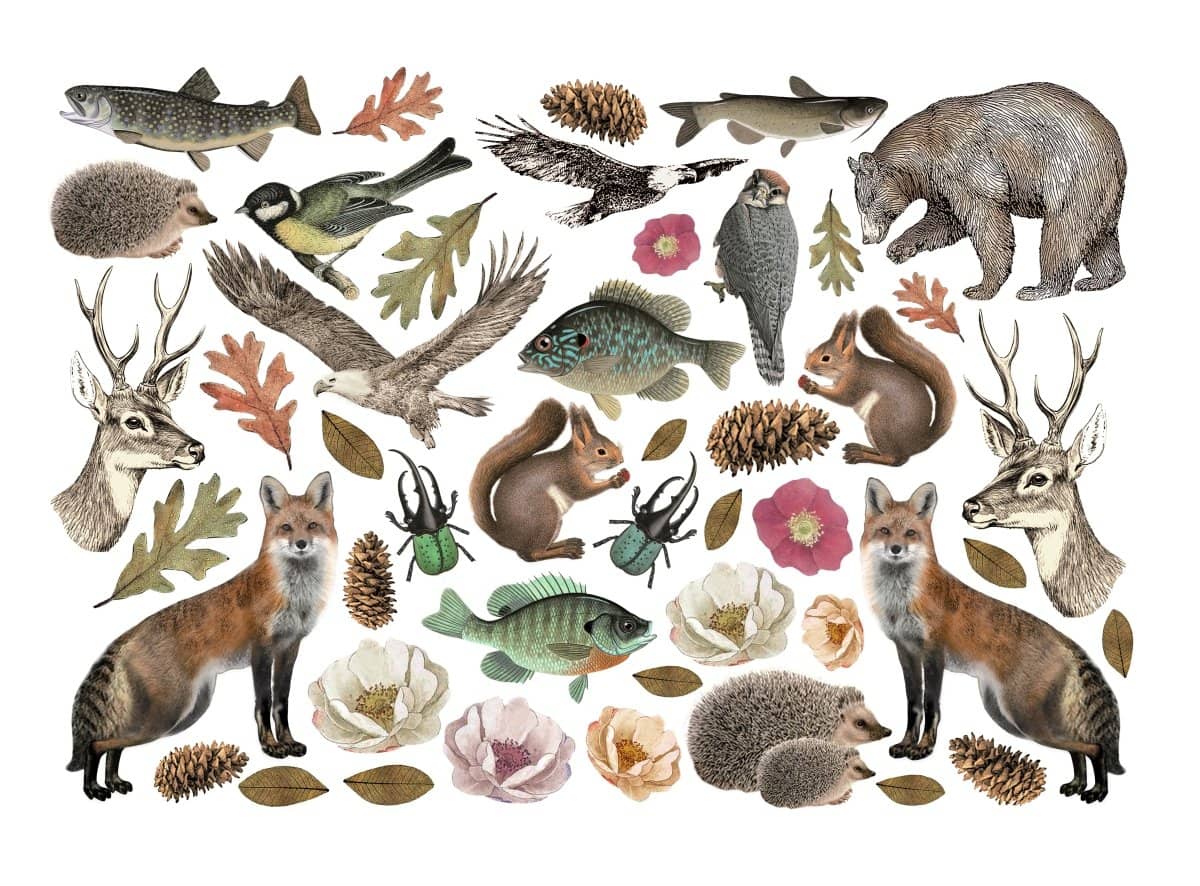 Die cuts Forest Ephemera - 2 - Stamperia - Tidformera