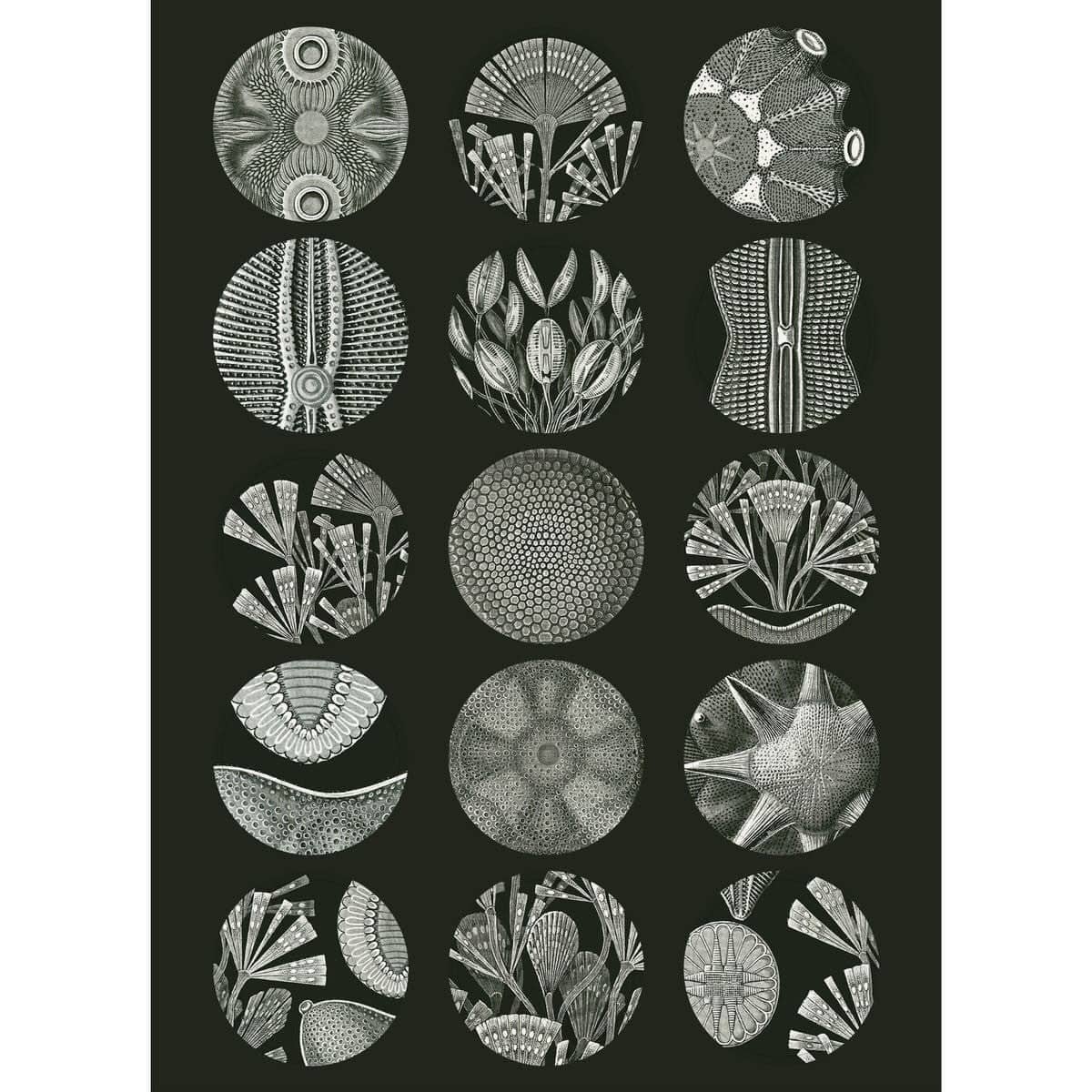 Pepin Labels, stickers & tape Sticker book - Art forms in nature - 4 - Pepin Press - Tidformera