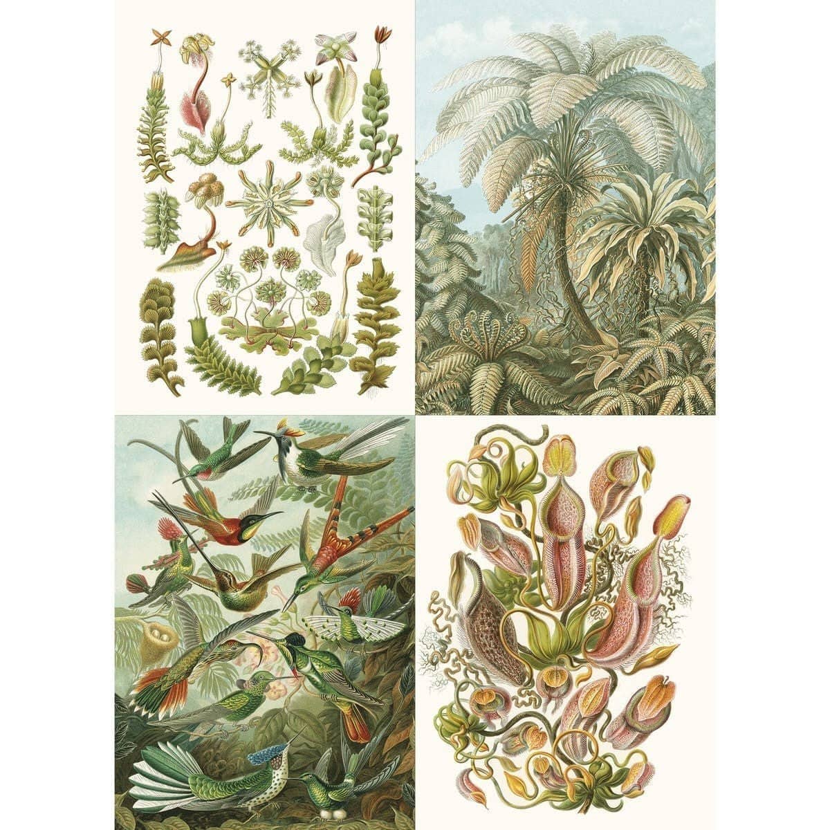 Pepin Labels, stickers & tape Sticker book - Art forms in nature - 8 - Pepin Press - Tidformera