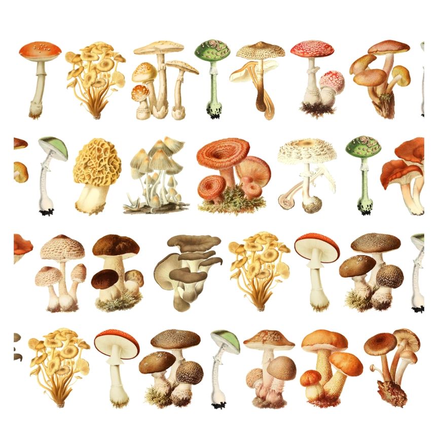 Pre cut Pet Tape - Penpaling Paula - Mushrooms 60 mm - 2 - Penpaling Paula - Tidformera