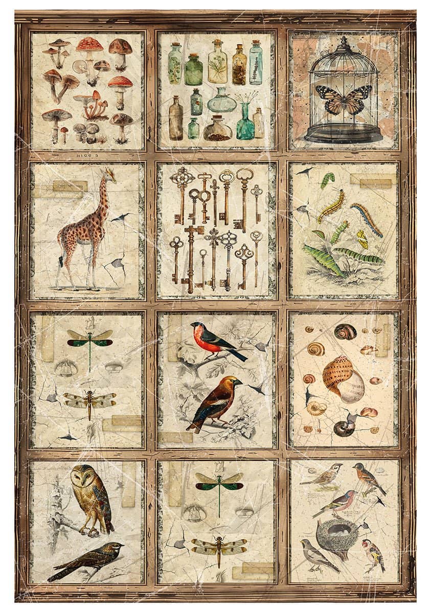 Rice Paper Art set - A4 - 4 - pack - Cabinet of Curiosities - 3 - Ciao Bella - Tidformera