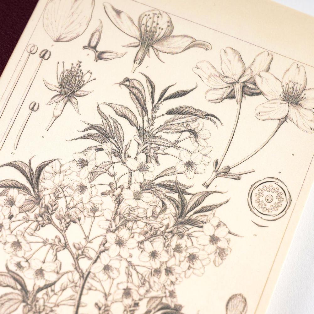 Tomitaro Makino: Hobonichi Graph Notebook (A6) - Yamazakura - 2027