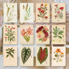 Ephemera Paper 7,4 x 10,5 - Botanicals - 1 - Plan & Plot Studio - Tidformera