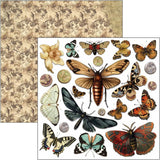 Fussy Cut Pad 24 - pack - Cabinet of curiosities - 9 - Ciao Bella - Tidformera