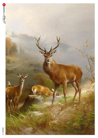 Rice Paper Decoupage - A5 - Animals 0102 - 1 - Paper Designs - Tidformera