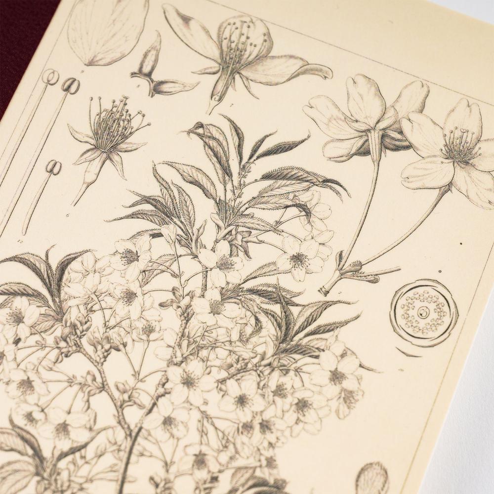 Tomitaro Makino: Hobonichi Graph Notebook (A5) - Yamazakura - 2027
