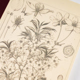 Tomitaro Makino: Hobonichi Graph Notebook (A5) - Yamazakura - 2027